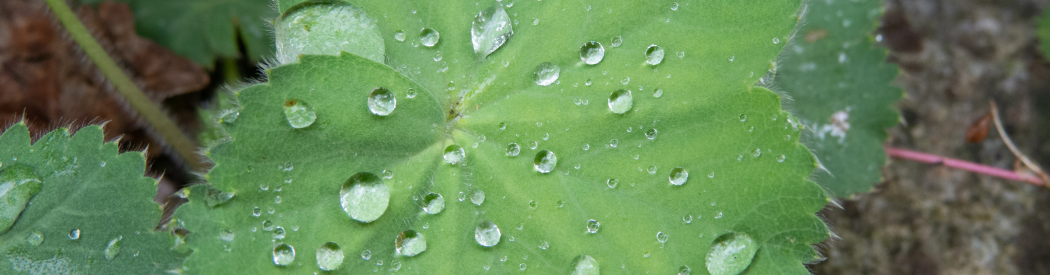 rain drops on a leaf