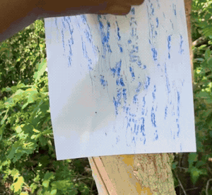 children doing tree bark rubbings with crayons outside