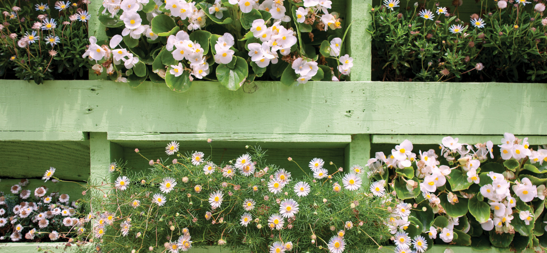 Flowers planted in an upturned pallet