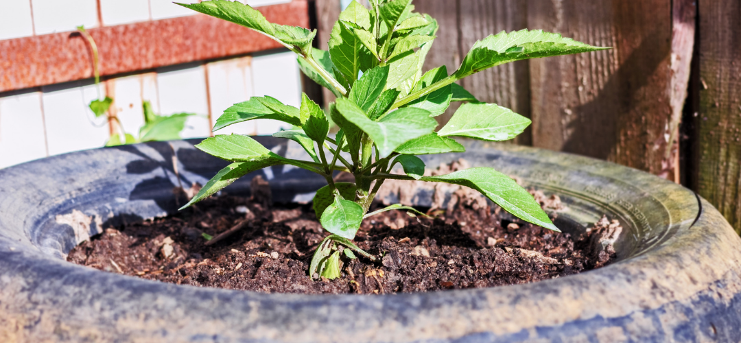 Car tyre filled with soil and a plant sprouting out of the top