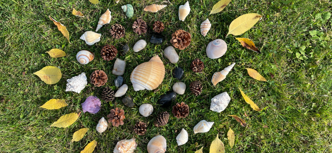 sea shell loose parts resources