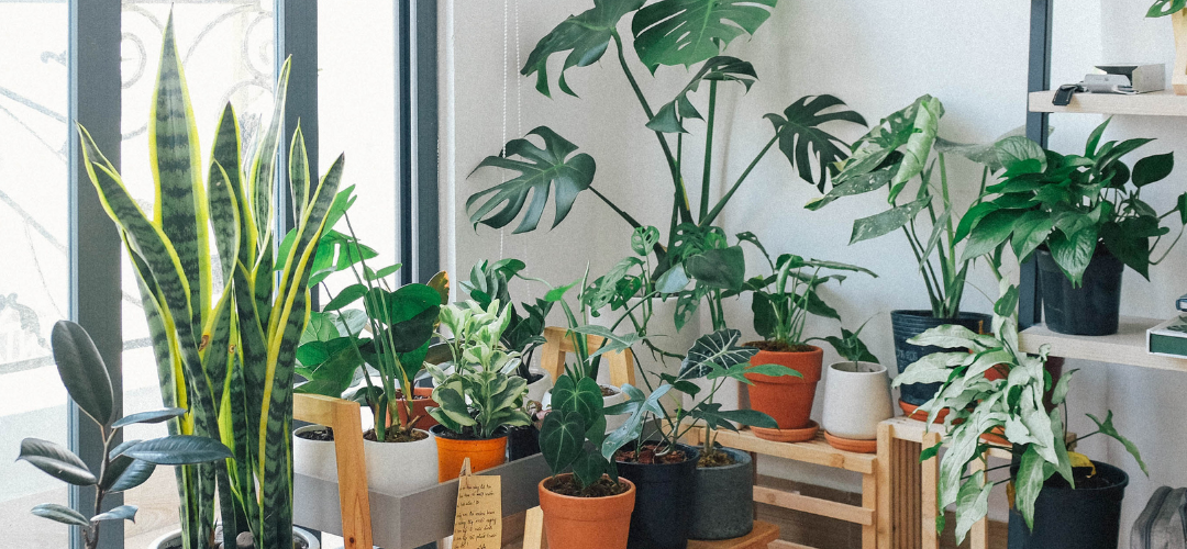 classroom plants