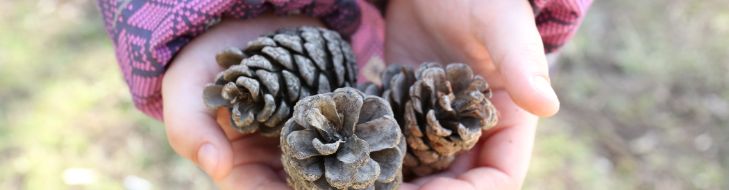 child holding pine cone