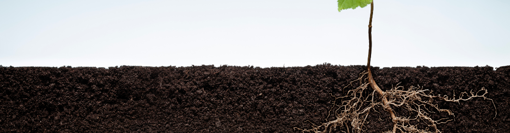 seed growing in the soil