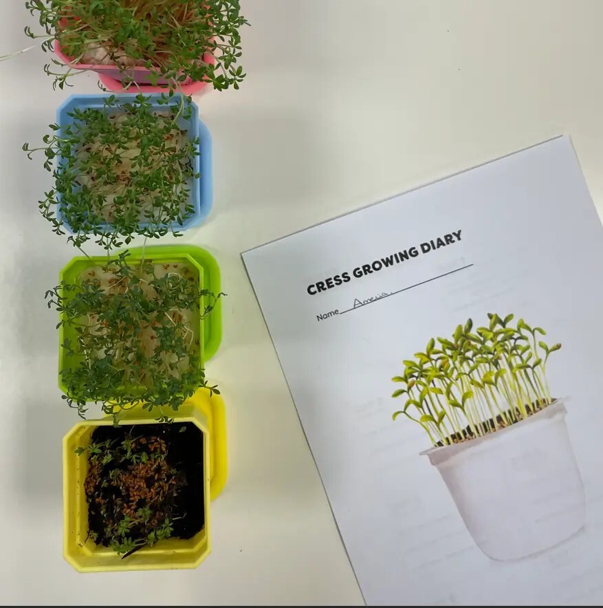 Growing Cress