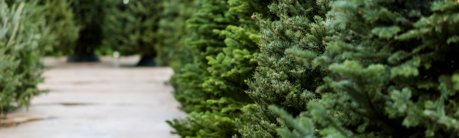 eco friendly christmas tree
