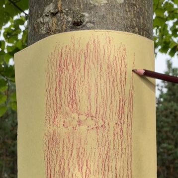 Tree rubbing