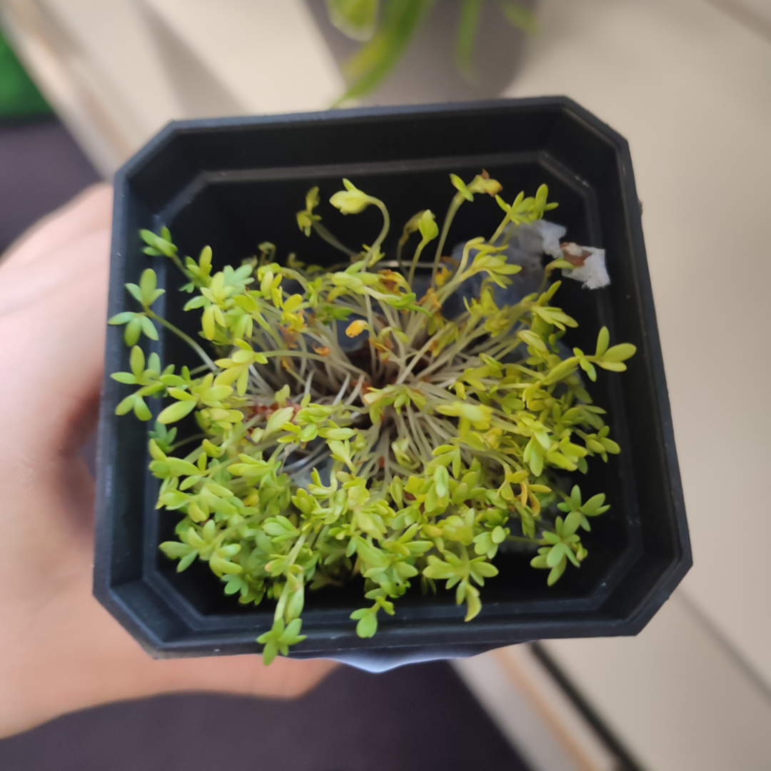 growing cress