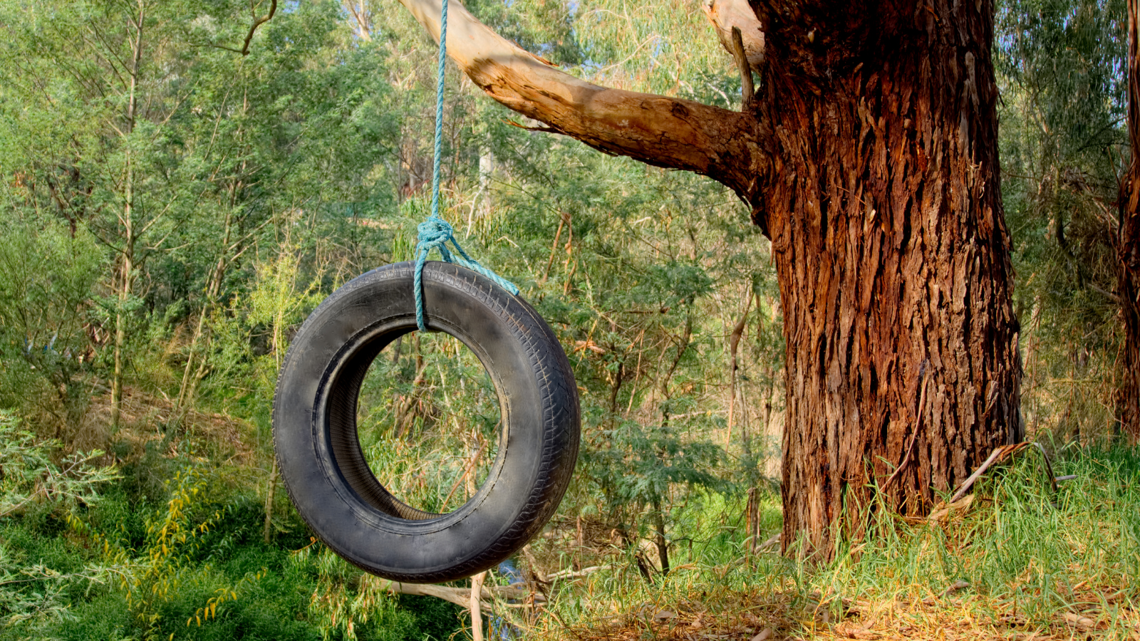 Tyre swing hanging from a tree